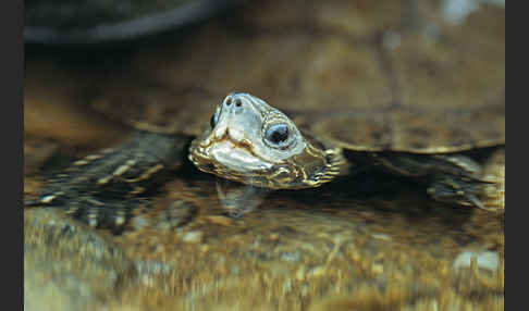 Balkan-Bachschildkröte (Mauremys rivulata)