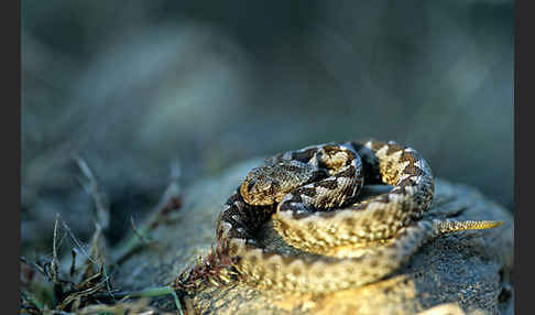 Europäische Hornotter (Vipera ammodytes)