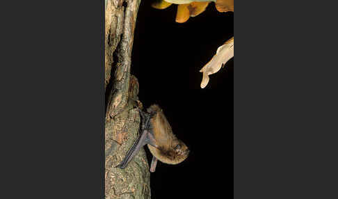 Mückenfledermaus (Pipistrellus pygmaeus)