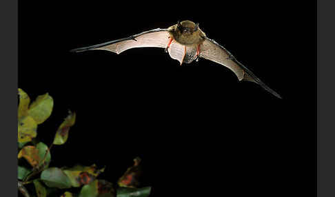 Mückenfledermaus (Pipistrellus pygmaeus)