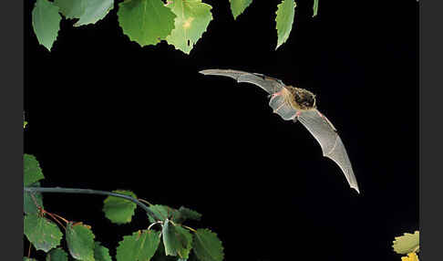 Mückenfledermaus (Pipistrellus pygmaeus)