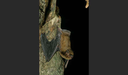 Mückenfledermaus (Pipistrellus pygmaeus)