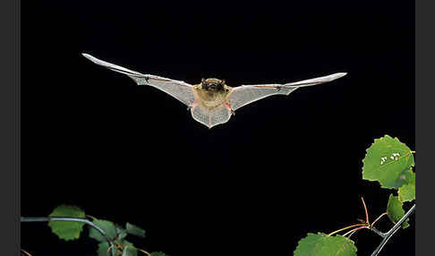 Mückenfledermaus (Pipistrellus pygmaeus)