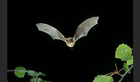 Mückenfledermaus (Pipistrellus pygmaeus)