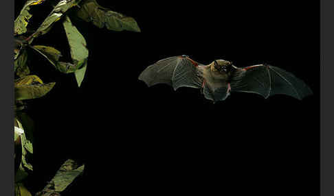 Mückenfledermaus (Pipistrellus pygmaeus)