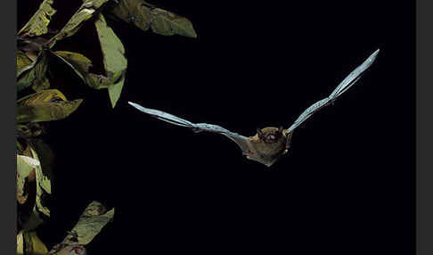 Mückenfledermaus (Pipistrellus pygmaeus)