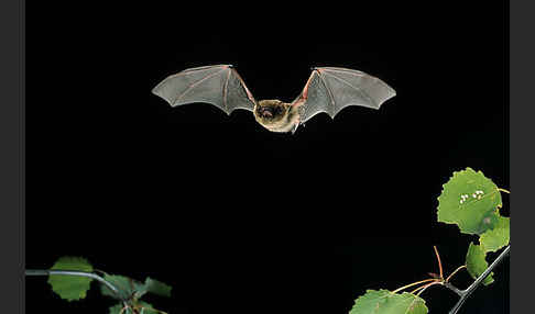 Mückenfledermaus (Pipistrellus pygmaeus)