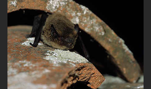 Weißrandfledermaus (Pipistrellus kuhli)