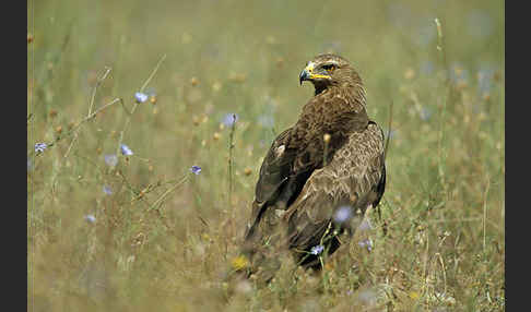 Schreiadler (Aquila pomarina)