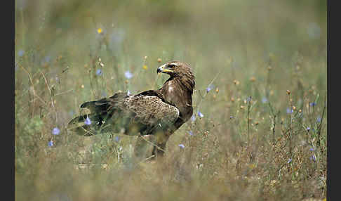 Schreiadler (Aquila pomarina)