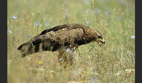 Schreiadler (Aquila pomarina)