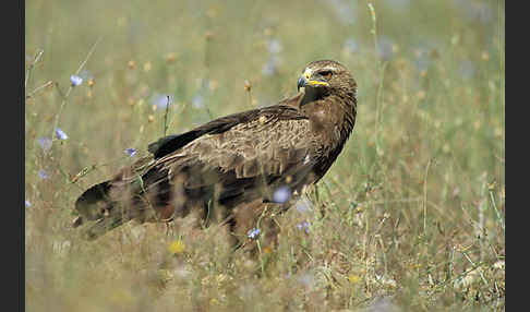 Schreiadler (Aquila pomarina)