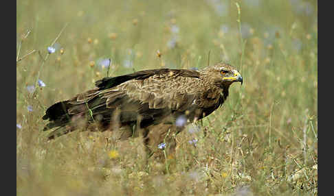 Schreiadler (Aquila pomarina)