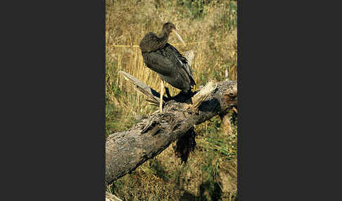 Schwarzstorch (Ciconia nigra)