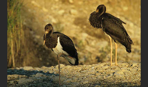 Schwarzstorch (Ciconia nigra)