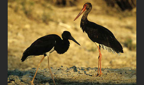 Schwarzstorch (Ciconia nigra)