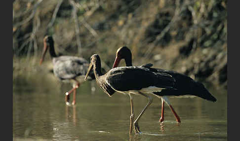 Schwarzstorch (Ciconia nigra)