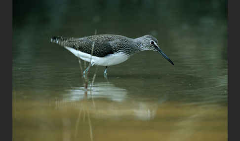 Waldwasserläufer (Tringa ochropus)