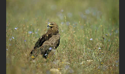 Schreiadler (Aquila pomarina)