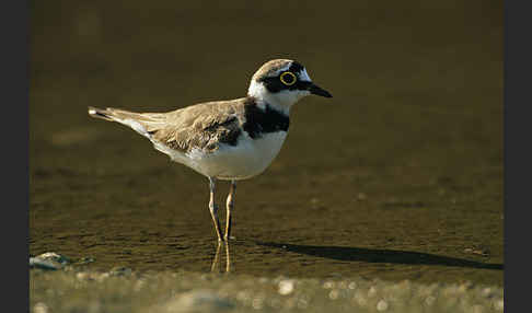 Flußregenpfeifer (Charadrius dubius)