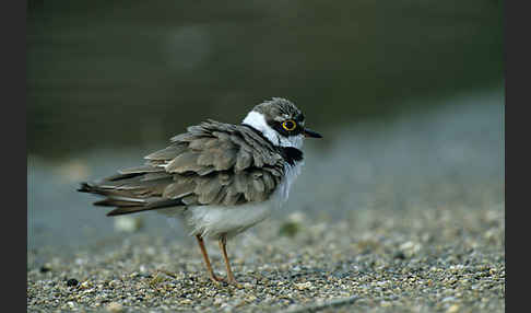 Flußregenpfeifer (Charadrius dubius)