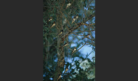 Rauchschwalbe (Hirundo rustica)