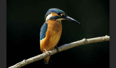 Eisvogel (Alcedo atthis)