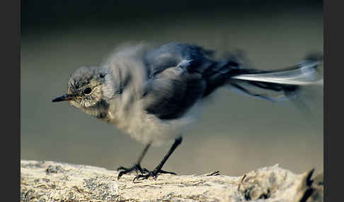 Bachstelze (Motacilla alba)