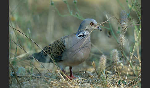 Turteltaube (Streptopelia turtur)