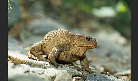 Mittelmeererdkröte (Bufo spinosus)