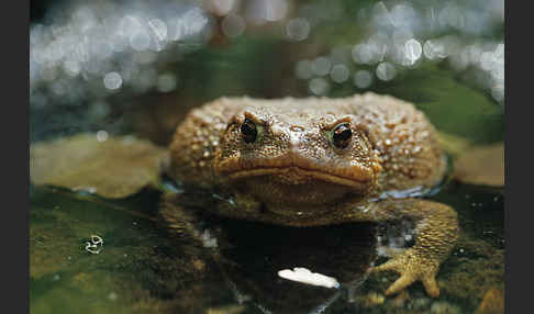 Mittelmeererdkröte (Bufo spinosus)