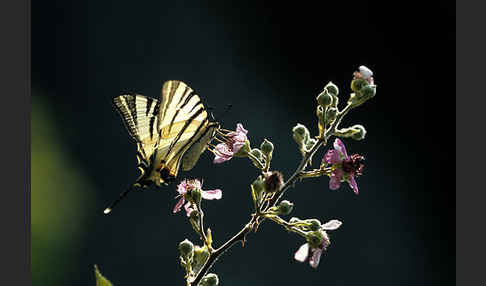 Segelfalter (Iphiclides podalirius)