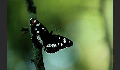 Blauschwarzer Eisvogel (Limenitis reducta)