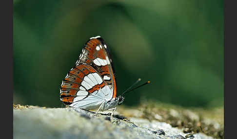 Blauschwarzer Eisvogel (Limenitis reducta)