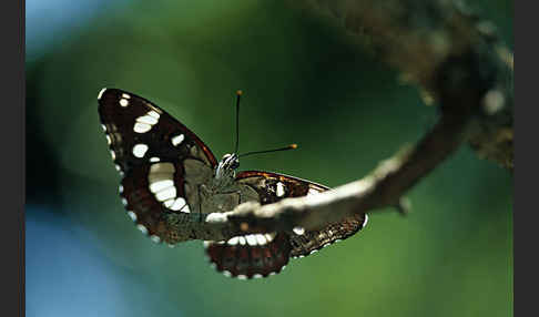 Blauschwarzer Eisvogel (Limenitis reducta)