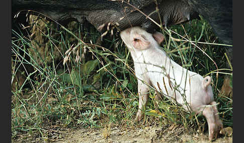 Hausschwein (Sus scrofa domestica)