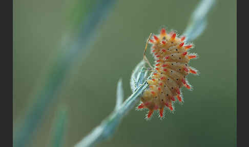 Oestlicher Osterluzeifalter (Allancastria cerisy)