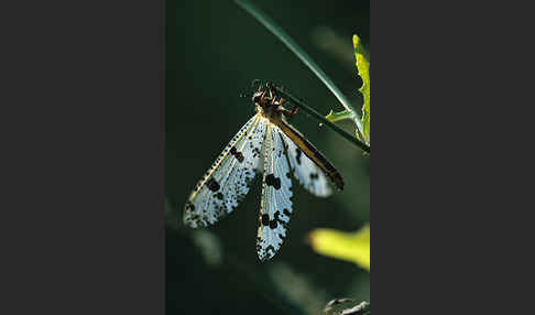 Ameisenjungfer spec.1 (Palpares libelluloides)