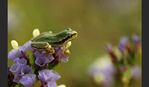 Mittelmeerlaubfrosch (Hyla meridionalis)