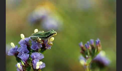 Mittelmeerlaubfrosch (Hyla meridionalis)