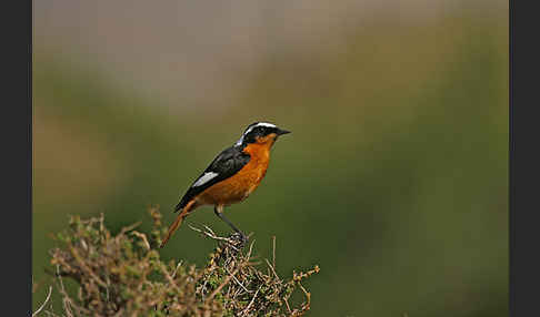 Diademrotschwanz (Phoenicurus moussieri)