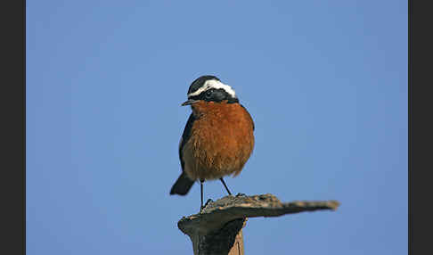 Diademrotschwanz (Phoenicurus moussieri)