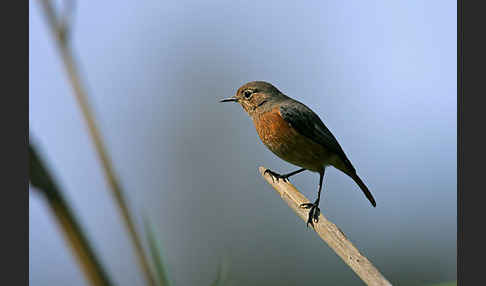 Diademrotschwanz (Phoenicurus moussieri)