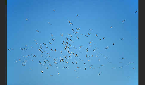 Weißstorch (Ciconia ciconia)