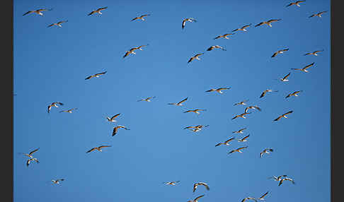 Weißstorch (Ciconia ciconia)