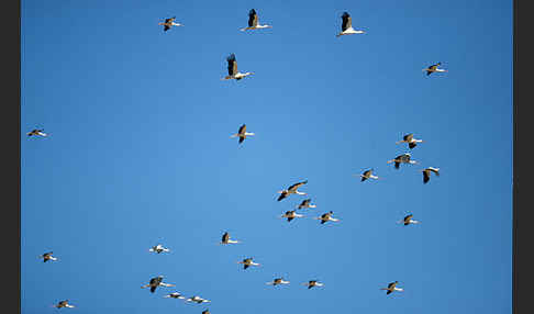 Weißstorch (Ciconia ciconia)