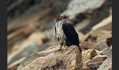 Habichtsadler (Aquila fasciata)