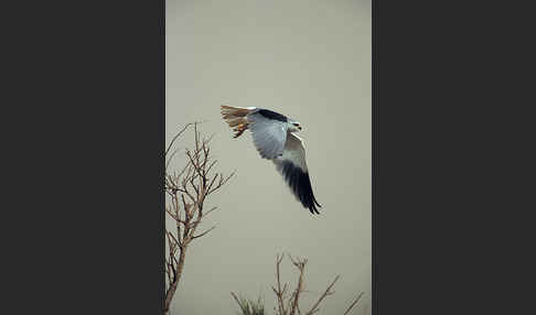 Gleitaar (Elanus caeruleus)