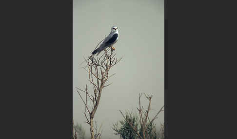 Gleitaar (Elanus caeruleus)