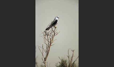 Gleitaar (Elanus caeruleus)